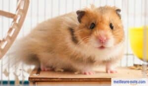 un hamster roux dans sa gage