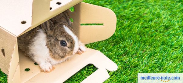 un hamster joue dans un carton troué