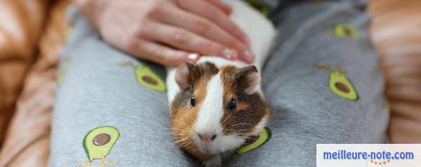 une maitresse avec son hamster