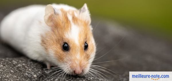 un joli hamster blanc