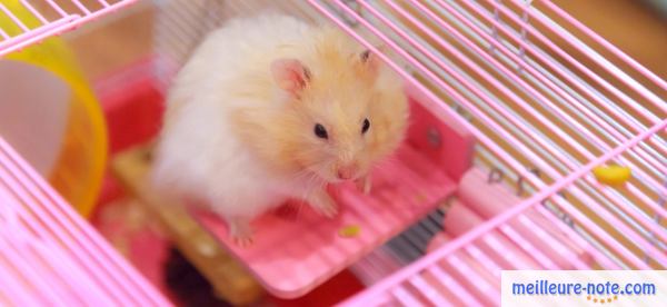 un joli hamster dans sa cage