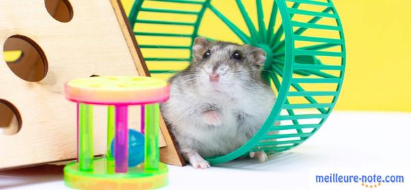 un hamster avec ses jouets