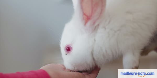 un lapin qui mange dans la main