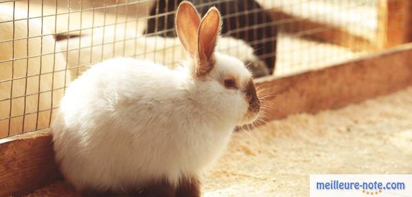 un lapin blanc dans une cage