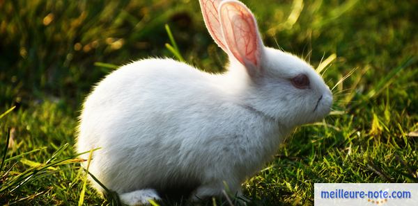 un beau lapin blanc dans le jardin