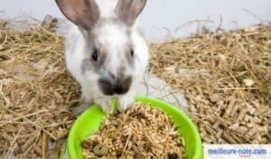 un petit lapin mange dans sa gamelle