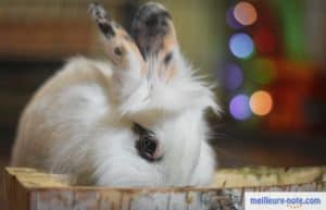 un lapin qui boit de l'eau