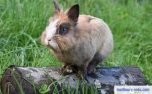 un lapin sur un tronc en bois