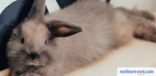 un lapin dort sur son coussin