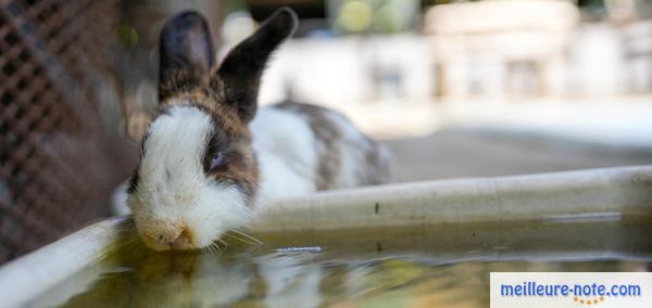 un lapin bois de l'eau à l'extérieur