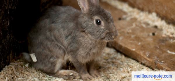 un lapin dans une caisse en bois