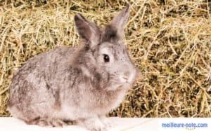 un lapin à coté du foin