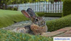 un lapin gris dans le jardin