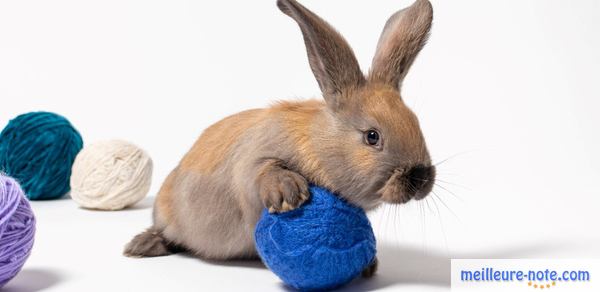 un lapin qui joue 