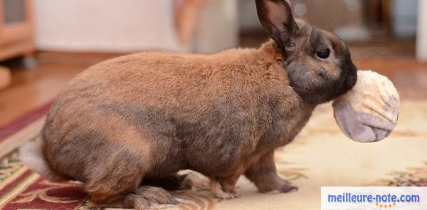 un lapin joue une ball