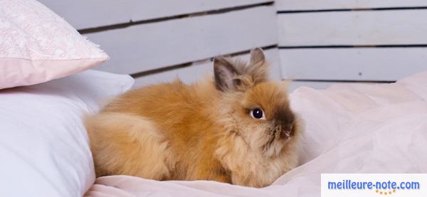 un beau lapin marron sur le lit