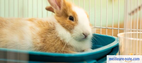 un lapin dans un litière