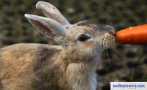 un lapin mange une carotte