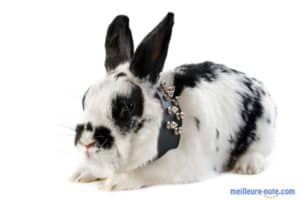 Un lapin avec un collier clouté