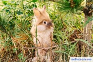 Un lapin perdu dans les bois