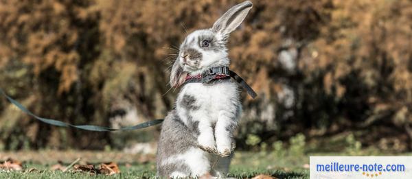 Un lapin en promenade dans un parc