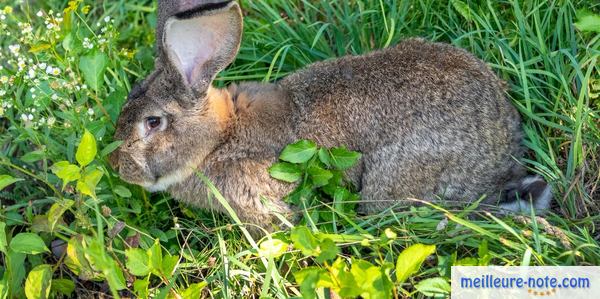 un lapin gris qui se repose