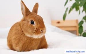 un lapin roux repose sur le lit 