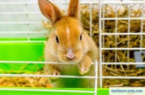 un lapin roux dans une cage avec une litière