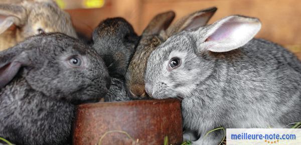 des lapins qui mangent dans sa gamelle