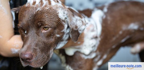 un propriétaire lave son chien