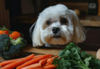 Légume pour chien