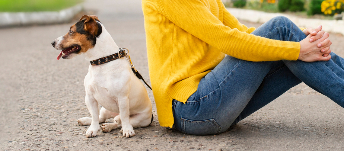 leishmaniose chez le chien