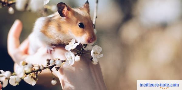 un hamster dans la main d'un homme