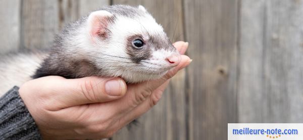 un furet sur les mains d'un personne