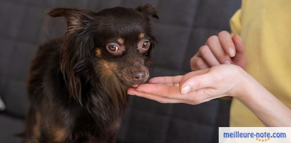 une maitresse donne de récompense à son chien