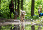 Maladie de lyme du chien