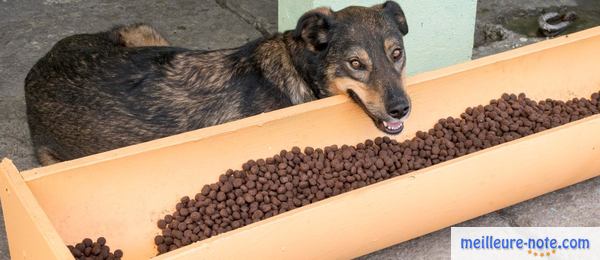 un chien près de ses croquettes