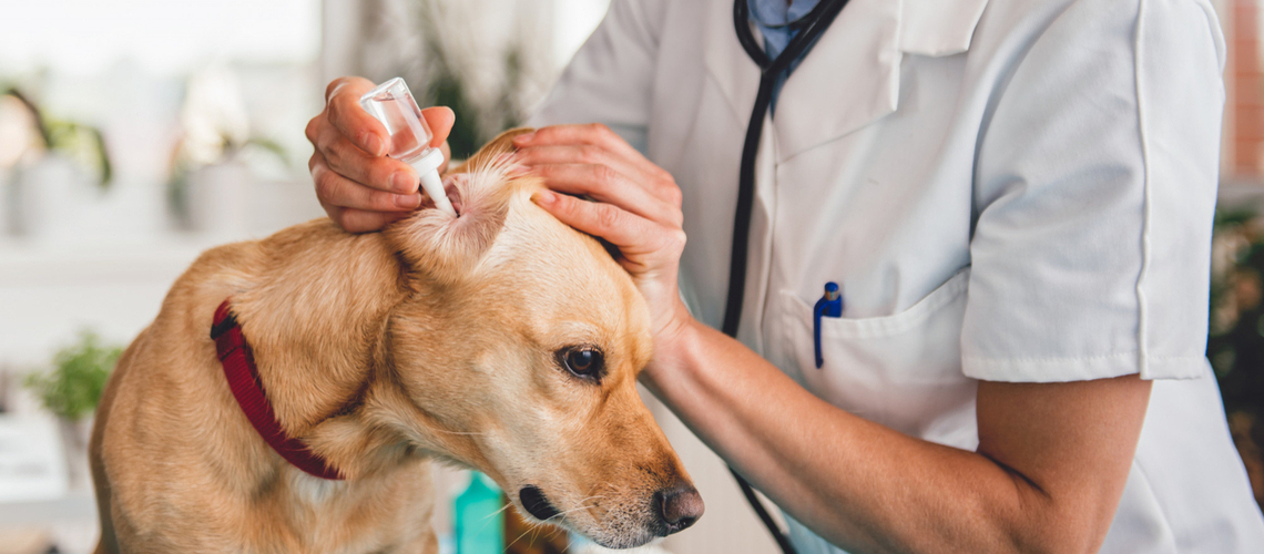 Traiter otite chez le chien