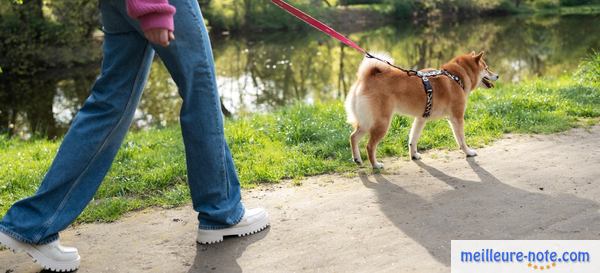 un homme avec un chien