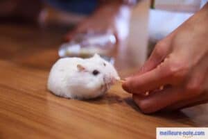 un homme donne de la friandise à son hamster