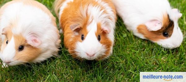 trois hamsters dans le jardin