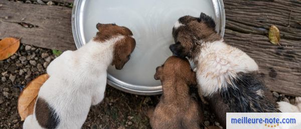 trois chiots mangent dans une cuvette