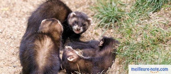 trois furets noir à l'extérieur