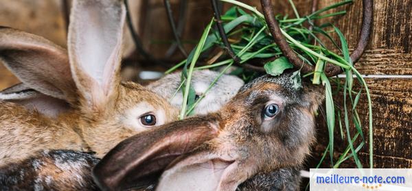 des lapins mangent dans leur cage