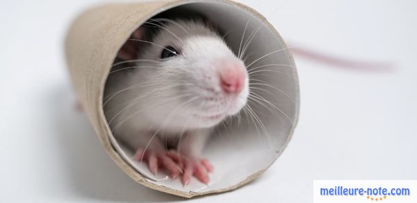 un hamster joue dans un tunnel