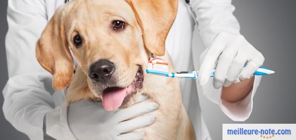 un vétérinaire brosse les dents d'un chien