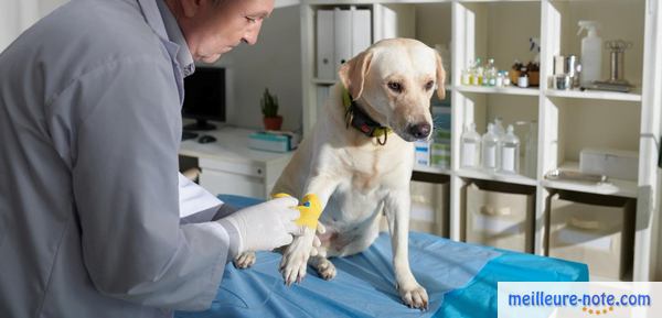 un chien blanc chez le vétérinaire