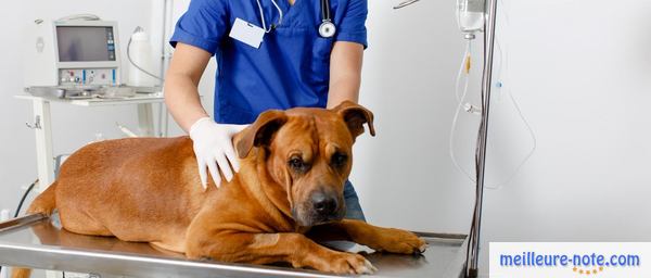 un gros chien marron chez le vétérinaire