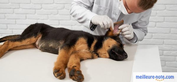 un vétérinaire examine l'oreille d'un chien 