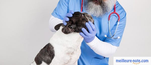 un vétérinaire examine un chien